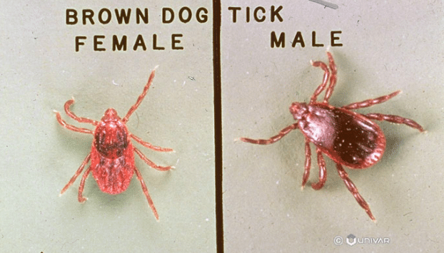 Brown-Dog Tick Male vs Female