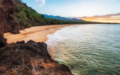Ticks In Hawaii: Ticks and Lyme Disease In Hawaii