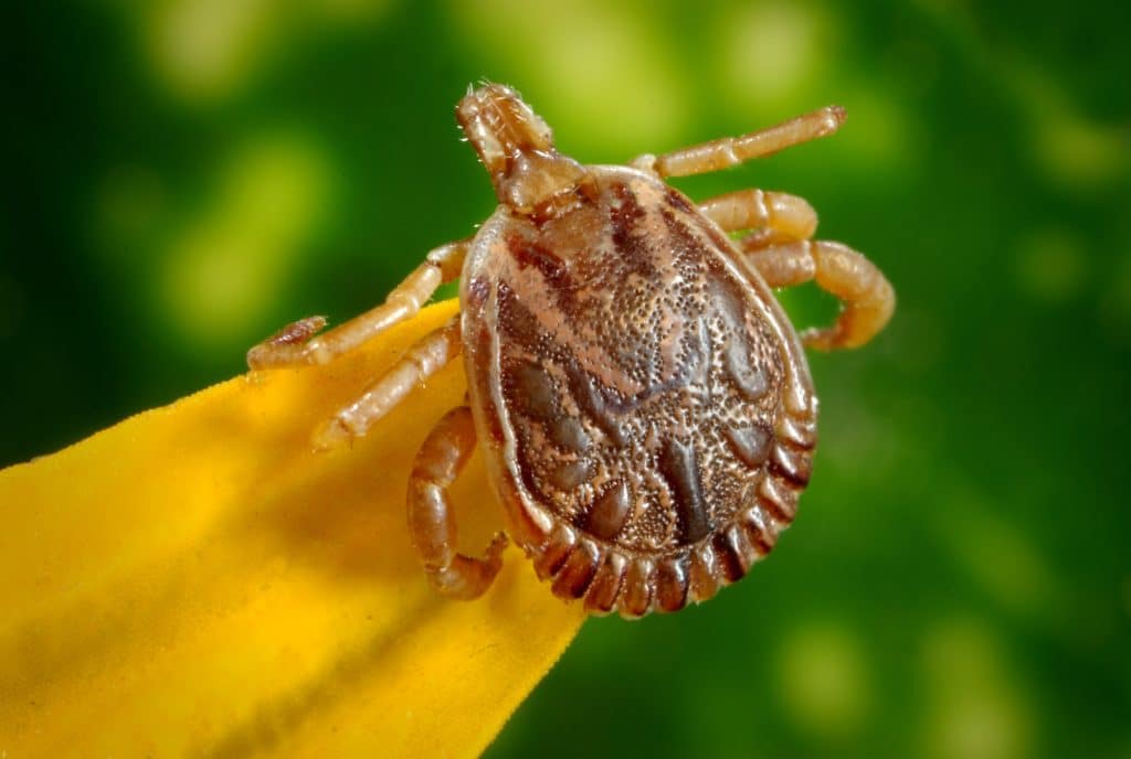 spinose ear tick