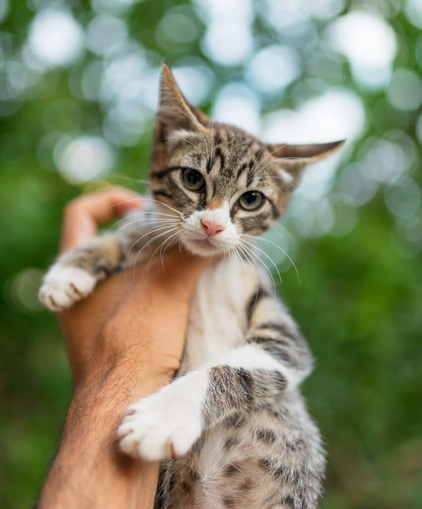 Cat capable of passing bartonella through a scratch