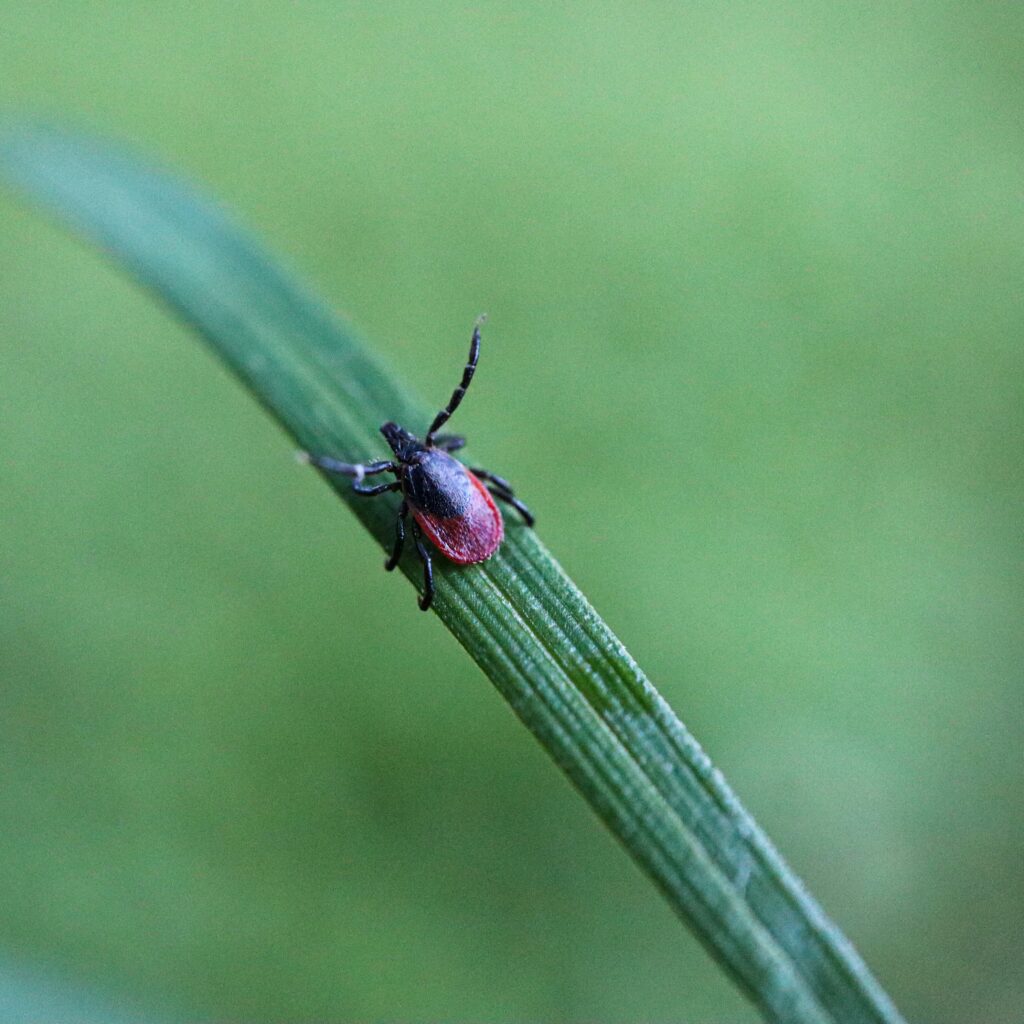 Tick that could carry lyme disease