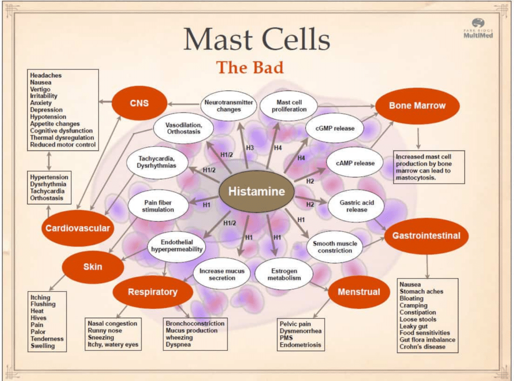 Dr. Bruce Hoffman’s Breakdown of Mast Cells